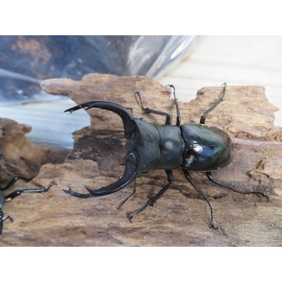 画像2: ☆多産物語付き☆ムニスゼッチフタマタクワガタ♂63ミリ♀38ミリ別血統ペア販売！！