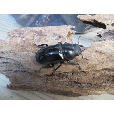 画像4: ☆多産物語付き☆ムニスゼッチフタマタクワガタ♂63ミリ♀38ミリ別血統ペア販売！！