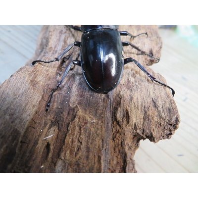 画像3: ☆多産物語付き☆ムニスゼッチフタマタクワガタ♂63ミリ♀38ミリ別血統ペア販売！！