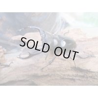 ☆多産物語付き☆ムニスゼッチフタマタクワガタ♂63ミリ♀38ミリ別血統ペア販売！！