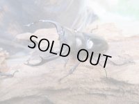 ☆多産物語付き☆ムニスゼッチフタマタクワガタ♂63ミリ♀38ミリ別血統ペア販売！！