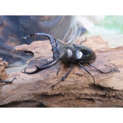 画像1: ☆多産物語付き☆ムニスゼッチフタマタクワガタ♂63ミリ♀38ミリ別血統ペア販売！！