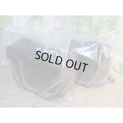 画像1: INSECT・MUSEより入荷☆バクテリア材☆多産物語！！M〜L材2本入り