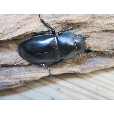 画像5: ☆多産物語付き☆フォルスターフタマタクワガタ（原名亜種）♂76ミリ♀46ミリ＋♀44ミリ計3頭トリオ販売！！