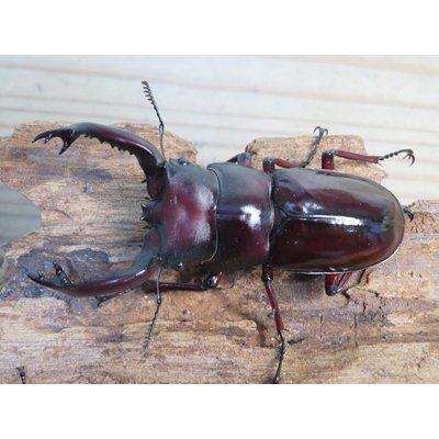 画像2: ☆多産物語付き☆フォルスターフタマタクワガタ（原名亜種）♂76ミリ♀46ミリ＋♀44ミリ計3頭トリオ販売！！