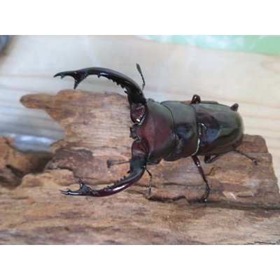 画像2: ☆多産物語付き☆フォルスターフタマタクワガタ（原名亜種）♂76ミリ♀46ミリ＋♀43ミリ計3頭トリオ販売！！