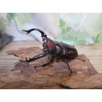 ☆多産物語付き☆フォルスターフタマタクワガタ（原名亜種）♂76ミリ♀46ミリ＋♀43ミリ計3頭トリオ販売！！