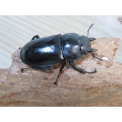 画像4: ☆多産物語付き☆フォルスターフタマタクワガタ（原名亜種）♂76ミリ♀46ミリ＋♀44ミリ計3頭トリオ販売！！