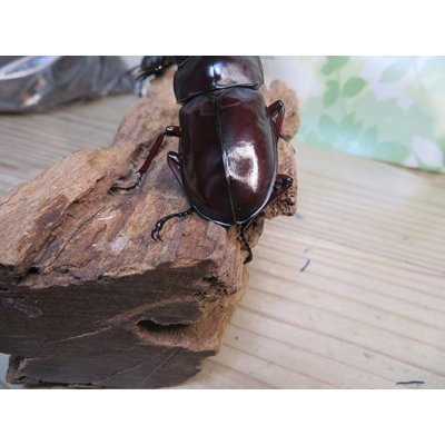 画像3: ☆多産物語付き☆フォルスターフタマタクワガタ（原名亜種）♂76ミリ♀46ミリ＋♀43ミリ計3頭トリオ販売！！