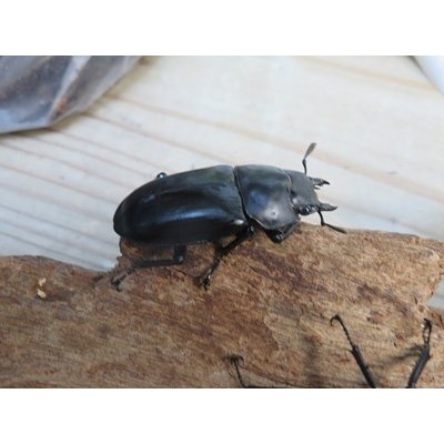 画像4: ☆多産物語付き☆フォルスターフタマタクワガタ（原名亜種）♂76ミリ♀46ミリ＋♀43ミリ計3頭トリオ販売！！