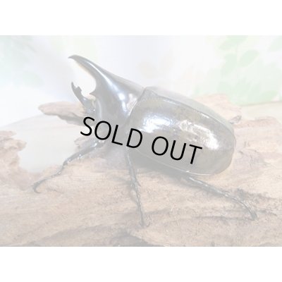 画像2: 昆虫家☆新春お年玉福袋2026☆1万5千円Cコース販売！！