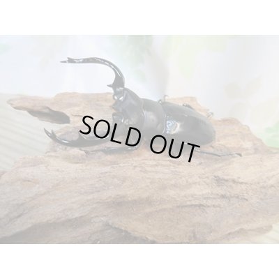 画像2: 昆虫家☆新春お年玉福袋2026☆10万円コース販売！！