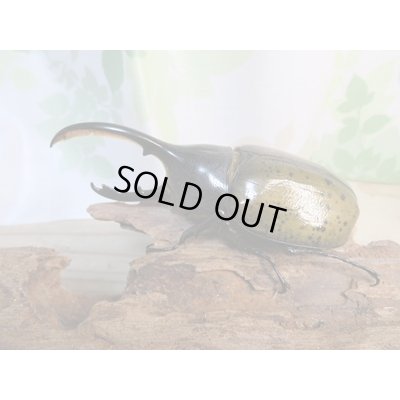 画像2: 昆虫家☆新春お年玉福袋2026☆1万5千円Aコース販売！！