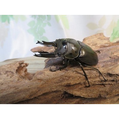 画像2: ☆新春お年玉福袋2026ブリーダーPON☆2万円コース販売！！