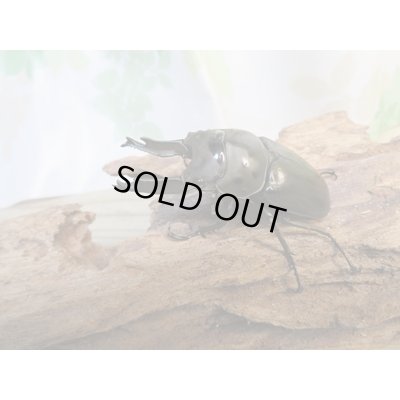 画像2: ☆新春お年玉福袋2026ブリーダーPON☆2万円コース販売！！