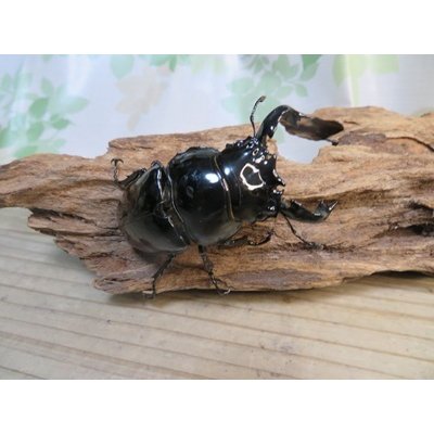 画像2: ☆新春お年玉福袋2026ブリーダーPON☆1万円Cコース販売！！