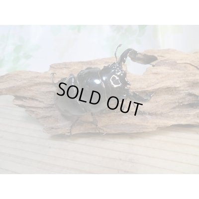 画像2: ☆新春お年玉福袋2026ブリーダーPON☆1万円Cコース販売！！