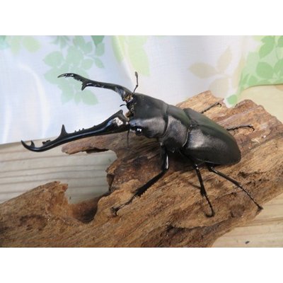 画像2: ☆新春お年玉福袋2026ブリーダーPON☆5千円Bコース販売！！