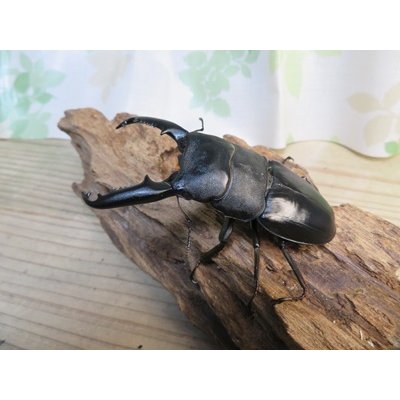 画像2: ☆新春お年玉福袋2026ブリーダーPON☆5千円Aコース販売！！