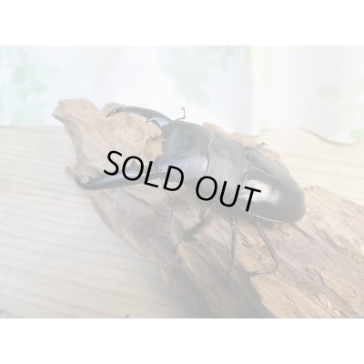 画像2: ☆新春お年玉福袋2026ブリーダーPON☆5千円Aコース販売！！