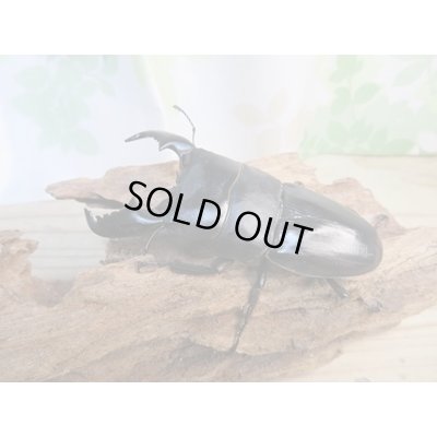 画像2: ☆新春お年玉福袋2026ブリーダーPON☆1万円Aコース販売！！