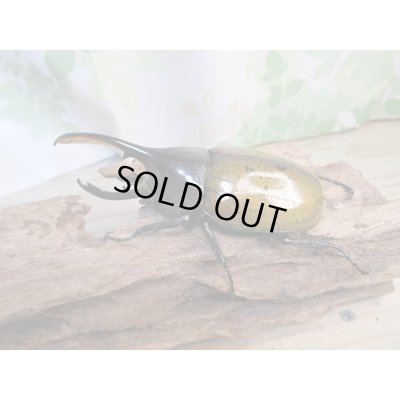 画像2: 昆虫家☆新春お年玉福袋2026☆1万5千円Bコース販売！！