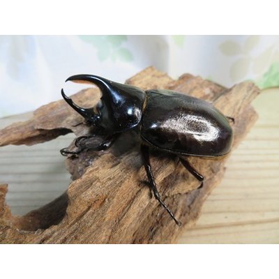 画像2: 昆虫家☆新春お年玉福袋2026☆1万5千円Dコース販売！！