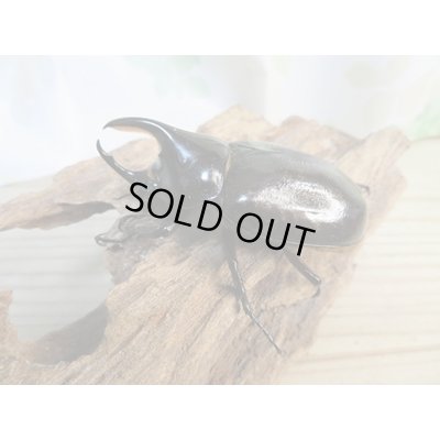 画像2: 昆虫家☆新春お年玉福袋2026☆1万5千円Dコース販売！！