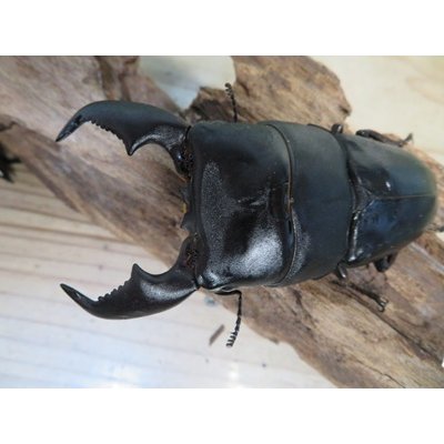 画像2: 有名血統新成虫☆アチェ産☆スマトラオオヒラタクワガタ♂98ミリ♀54ミリペア＋♀53ミリ計3頭トリオ販売！！