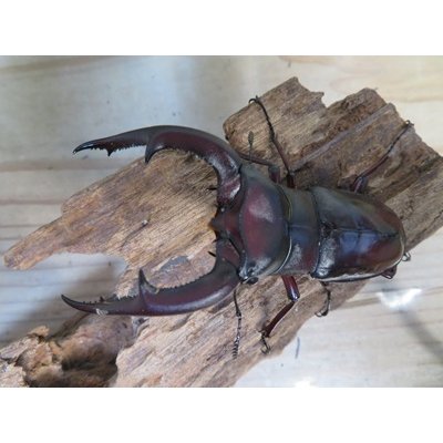 画像2: ☆極太新成虫☆マンディブラリスフタマタクワガタ（赤マンディ）♂90ミリ♀46ミリペア販売！！