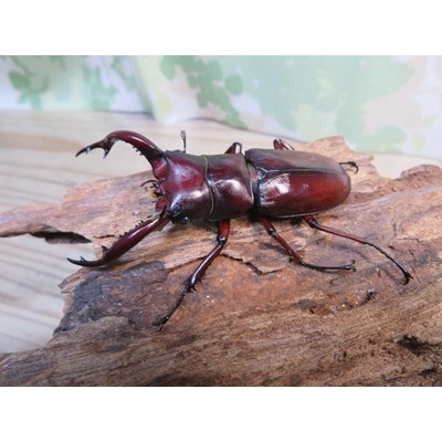 画像1: ☆新成虫☆フォルスターフタマタクワガタ（亜種ニシ）♂65ミリ♀40ミリペア販売！！