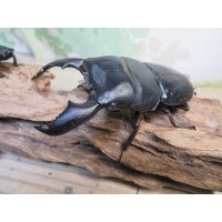 有名血統新成虫☆アチェ産☆スマトラオオヒラタクワガタ♂98ミリ♀54ミリペア＋♀53ミリ計3頭トリオ販売！！