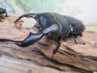 有名血統新成虫☆アチェ産☆スマトラオオヒラタクワガタ♂98ミリ♀54ミリペア＋♀53ミリ計3頭トリオ販売！！