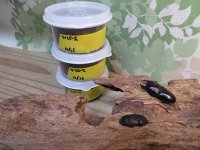 稀少種☆WF3☆ブレビスオオクワガタ初二令幼虫3頭セット販売！！