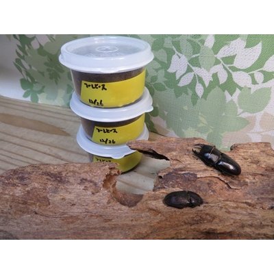 画像1: 稀少種☆WF3☆ブレビスオオクワガタ初二令幼虫3頭セット販売！！