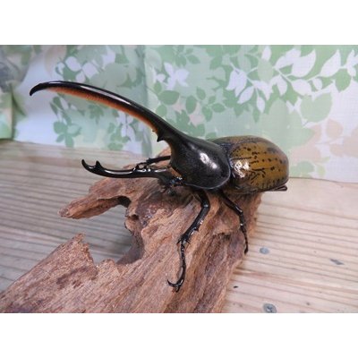 画像2: 昆虫家☆新春お年玉福袋2026☆2万円Aコース販売！！