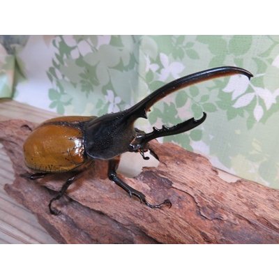 画像2: 昆虫家☆新春お年玉福袋2026☆2万円Bコース販売！！