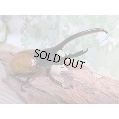 画像2: 昆虫家☆新春お年玉福袋2026☆2万円Bコース販売！！