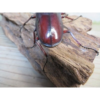 画像3: ☆極太新成虫☆マンディブラリスフタマタクワガタ（赤マンディ）♂90ミリ♀46ミリペア販売！！