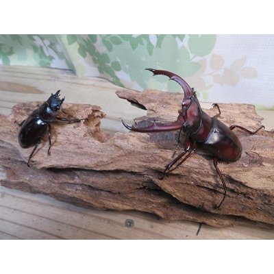 画像5: ☆新成虫☆マンディブラリスフタマタクワガタ（赤マンディ）♂75ミリ♀44ミリペア販売！！