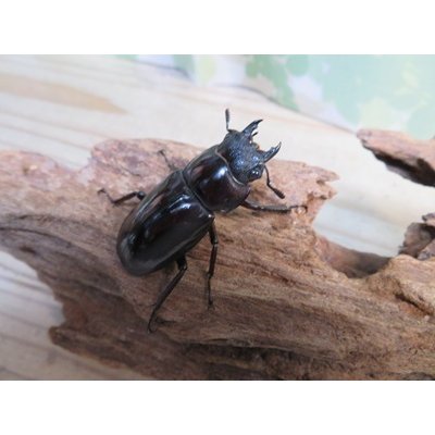 画像4: ☆新成虫☆マンディブラリスフタマタクワガタ（赤マンディ）♂75ミリ♀44ミリペア販売！！