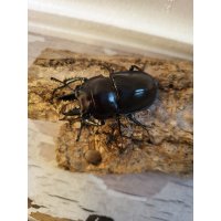 西表島産☆WF3☆ヤエヤママルバネクワガタ初二令幼虫3頭セット販売！！