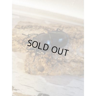 画像1: 西表島産☆WF3☆ヤエヤママルバネクワガタ初二令幼虫3頭セット販売！！