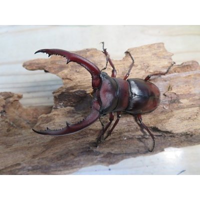 画像2: ☆新成虫☆マンディブラリスフタマタクワガタ（赤マンディ）♂75ミリ♀44ミリペア販売！！