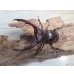 画像2: ☆新成虫☆マンディブラリスフタマタクワガタ（赤マンディ）♂75ミリ♀44ミリペア販売！！ (2)