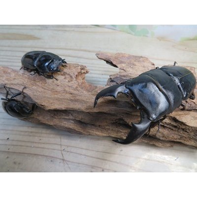 画像6: 有名血統新成虫☆アチェ産☆スマトラオオヒラタクワガタ♂98ミリ♀54ミリペア＋♀53ミリ計3頭トリオ販売！！