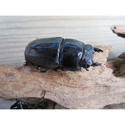 画像5: 有名血統新成虫☆アチェ産☆スマトラオオヒラタクワガタ♂98ミリ♀54ミリペア＋♀53ミリ計3頭トリオ販売！！