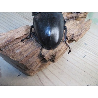 画像3: 有名血統新成虫☆アチェ産☆スマトラオオヒラタクワガタ♂98ミリ♀54ミリペア＋♀53ミリ計3頭トリオ販売！！