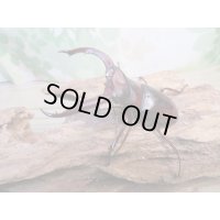 ☆新成虫☆マンディブラリスフタマタクワガタ（赤マンディ）♂75ミリ♀44ミリペア販売！！