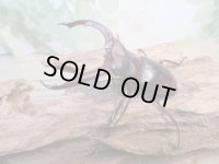 ☆新成虫☆マンディブラリスフタマタクワガタ（赤マンディ）♂75ミリ♀44ミリペア販売！！